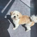 댕스럽개 이미지