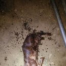 조산농장 이미지