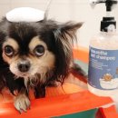 비단펫 | 강아지샴푸 추천! 워터리스 겸용 가능하고 피부병 에도 안심 할 수 있는 애견샴푸 애묘샴푸 마음더 펫 샴푸