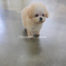 하늘켄넬 | 크림색 타이니푸들 분양 전문 켄넬 신뢰가는 브리더를 찾는다면 바로 여기!