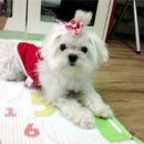 이옷니옷
