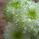 그린인테리어 홈가드닝 이미지