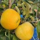 속담농장 | 🍎 [고씨네농장 꿀사과세트] 청송·안동 감홍·부사·못난이 사과 5kg 10kg, 달콤함이 가득한 가을 선물 🍯