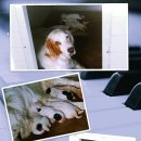 도라(Dora) 이미지