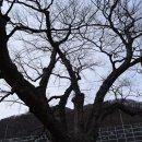 느티나무주유소 이미지