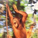 JCC미술관 | 서울 사진전시회 추천 프란스 란팅의 디어 포나 JCC 아트센터 도슨트 후기