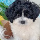 둔포헬스 | 아산둔포강아지분양, 저처럼 처음이라면 꼭 참고해보세요