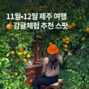 순이농장 | 제주 감귤체험 추천 귤냥, 11월·12월 서귀포 귤따기체험 가볼만한곳