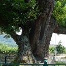 영천 약남리 회화나무 이미지