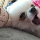 달콤달콩 이미지