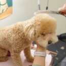 강아지살롱 이미지