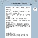 칸나블러썸 이미지