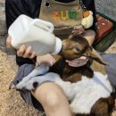 삼남매 염소농장 이미지