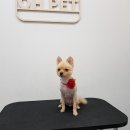 뽀미 애견 미용샵 이미지