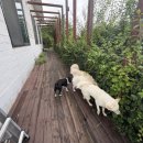 꼰띠고2 | 🐾 파주반려견동반카페 꼰띠고 후기 | 반려견과 식사·놀이까지 한 번에!