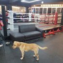 오비복싱 이미지