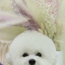 아모르디 이미지