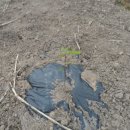 포포농장 이미지