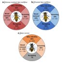 진드기에 저항성을 띤 꿀벌 품종들(Varroa resistant stocks) 이미지