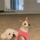 [공지] 달래하리네 여행일기 - 애견펜션, 애견동반펜션 후기 모음
