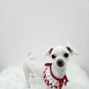 이쁜멍멍 이미지