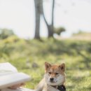 고마워강아지 이미지