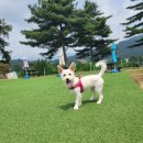 젠틀독 | [원주 애견카페 / 젠틀독] 중대형견 가능한 2천평 애견카페