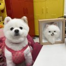 그미마당(keumimadang) | 대구양모펠트 대구강아지수제간식 원데이클래스 그미마당