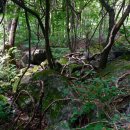 조무락계곡 이미지