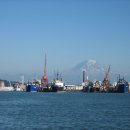 원양참치 이미지