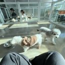 아망도그플레이스 이미지