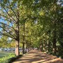 메타세쿼이아랜드 | 전남 담양 여행 가볼만한 곳 메타세쿼이아 랜드 가을 단풍 명소 주차장 입장료