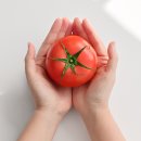토마토 정품 만원대 대폭할인판매 이미지
