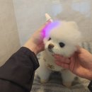 동물제중원금손이동물병원