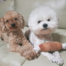 도그스퀘어 이미지