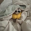 [이수트코] - 강아지/고양이 초심 닭뻥덕뻥 스팀 동결건조 트릿간식 급여 후기 :)
