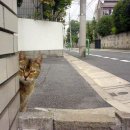 와바와바 이미지