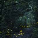 반딧불이 이미지