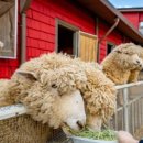 서운농장 이미지