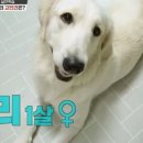 패대기