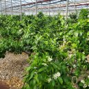 윤서농장 이미지