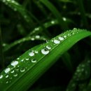 풀잎 위의 이슬 이미지
