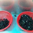 사창농장 이미지