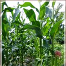 강선마을(중) 이미지