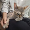 고양이미용 우다다냥 이미지