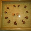 나무물고기 이미지