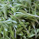 오갑농장 이미지