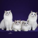 플라워돌스 이미지