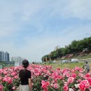 북부운수(주) | 사진 무조건 잘 나오는 5월 서울 가볼만한곳｜중랑 장미축제 포함 장미 명소 추천