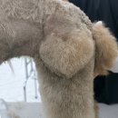 애견미용의 꿈, 안산에이스애견미용학원에서 이루세요!